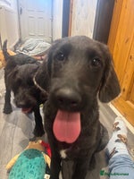 Labradoodle dogs f1 labradoodles - Advert 2