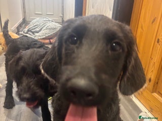 Labradoodle dogs - Advert 1