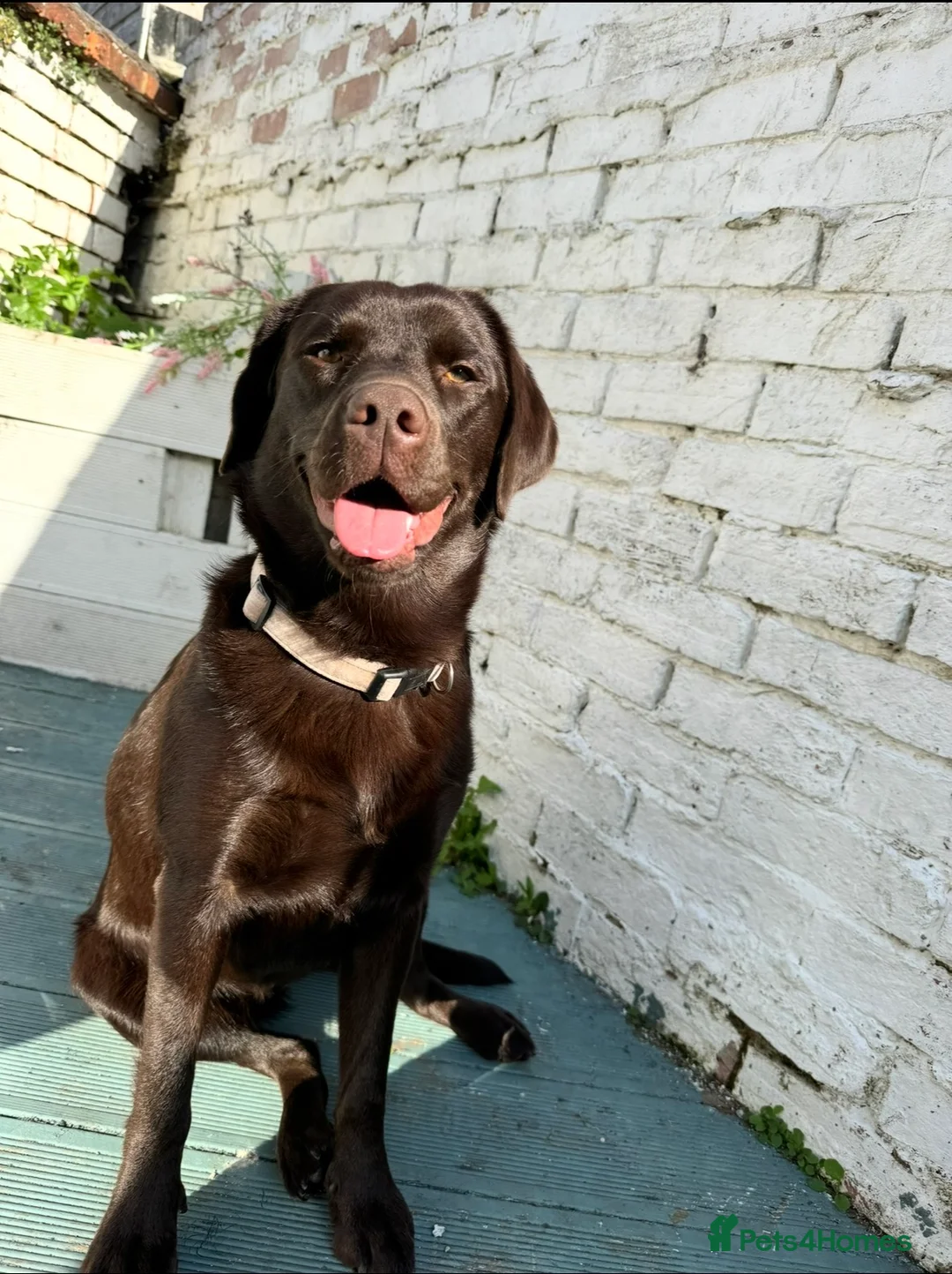Labrador Retriever dogs for sale: Chocolate Labrador for Rehoming - Advert 4