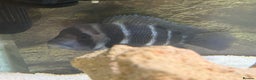 Cichlids fish for sale: X2 Frontosa - Advert 2