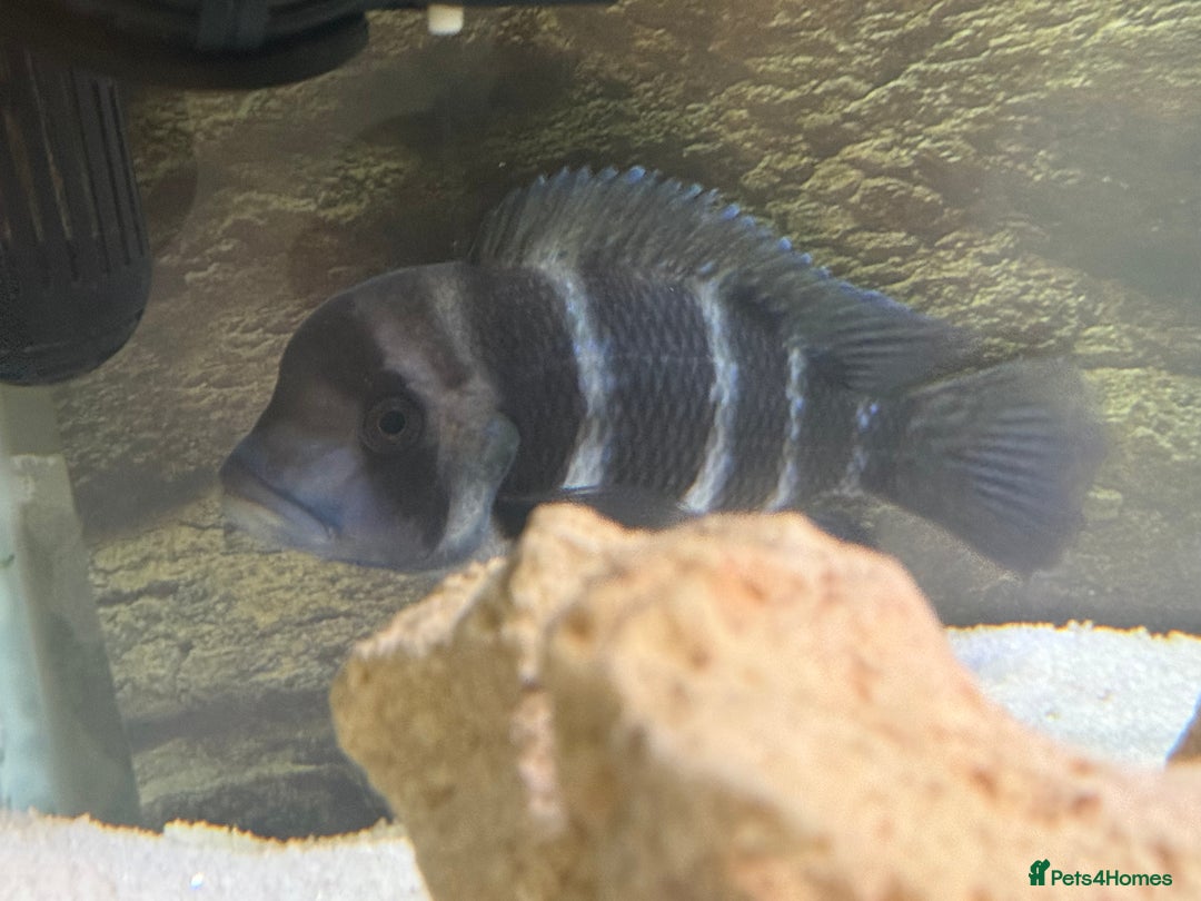 Cichlids fish for sale: X2 Frontosa - Advert 2
