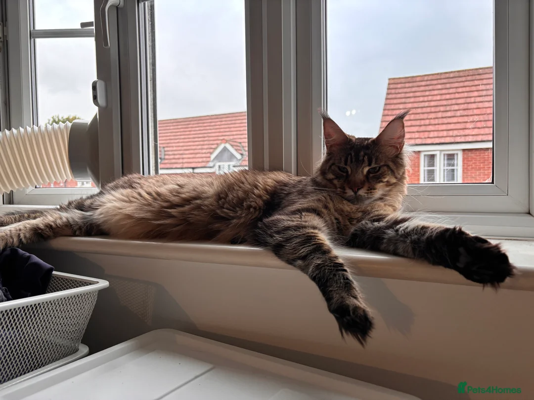 Maine Coon cats for sale: Loving Brown Tabby Maine Coon Girl 🧡 - Advert 3