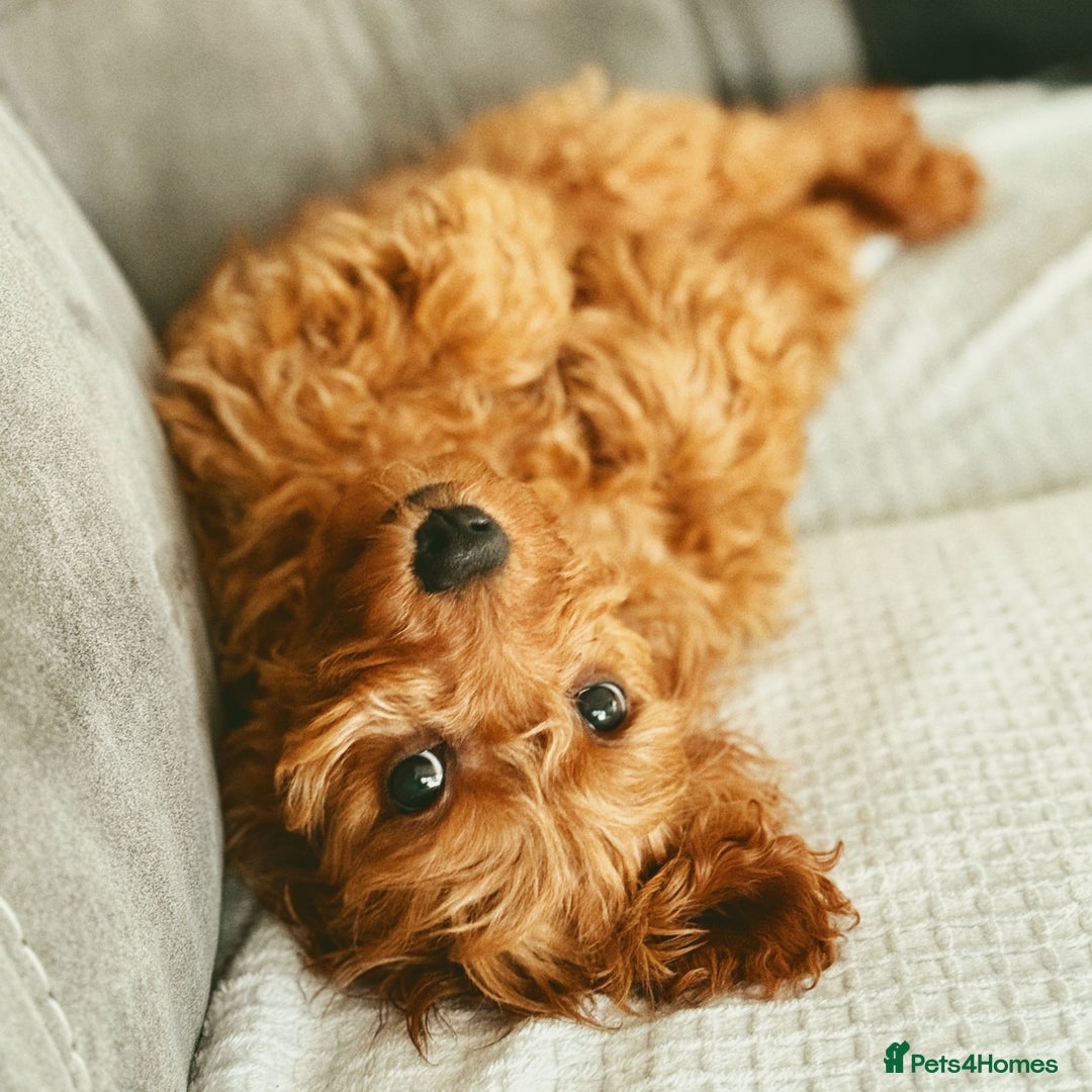 Cavapoo dogs for sale: Cavapoo for sale  - Advert 4