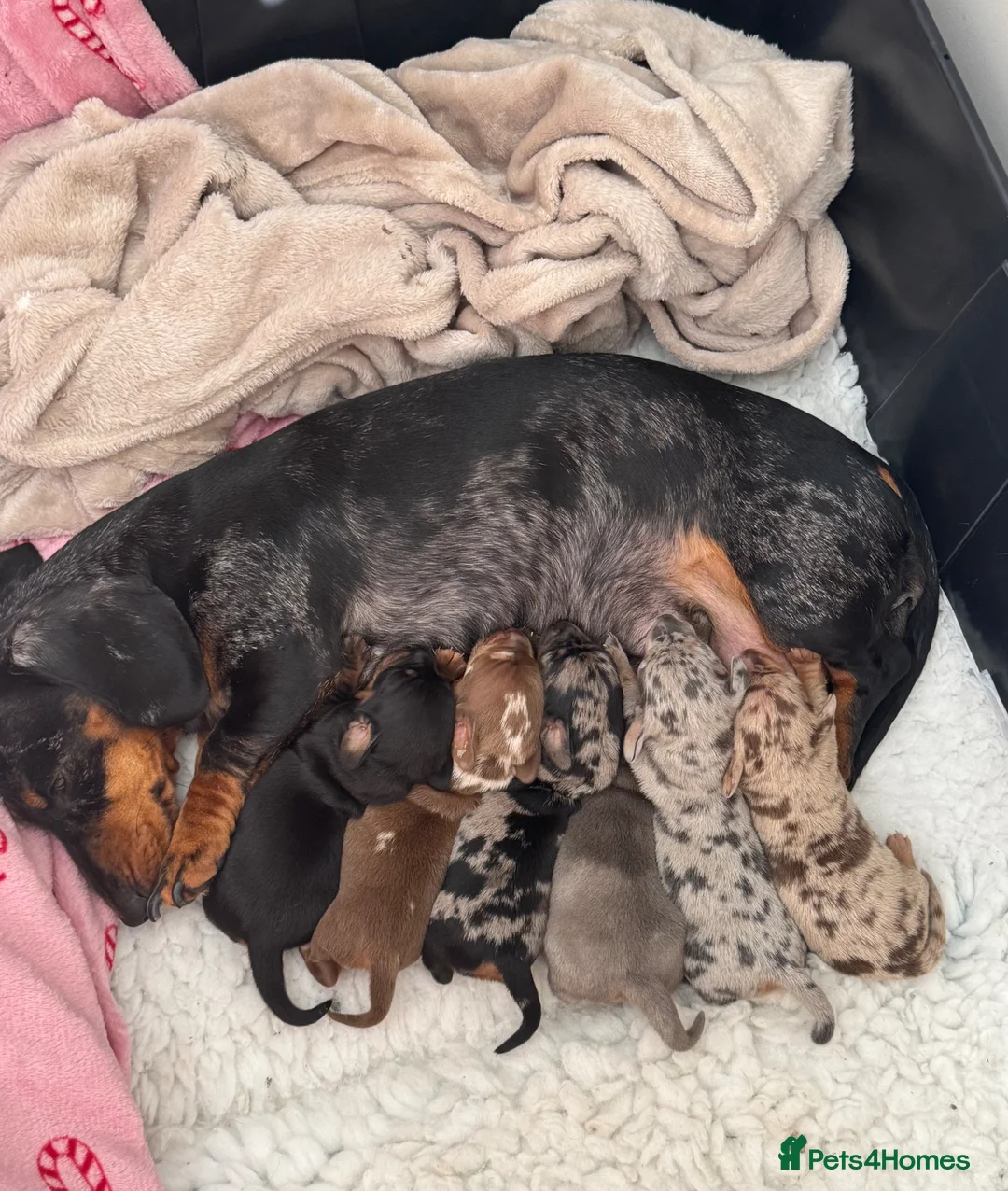 Miniature Dachshund dogs for sale: 6 beautiful babies available  in Newport - Advert 1