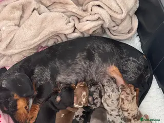 Miniature Dachshund dogs 6 beautiful babies available - Advert 1