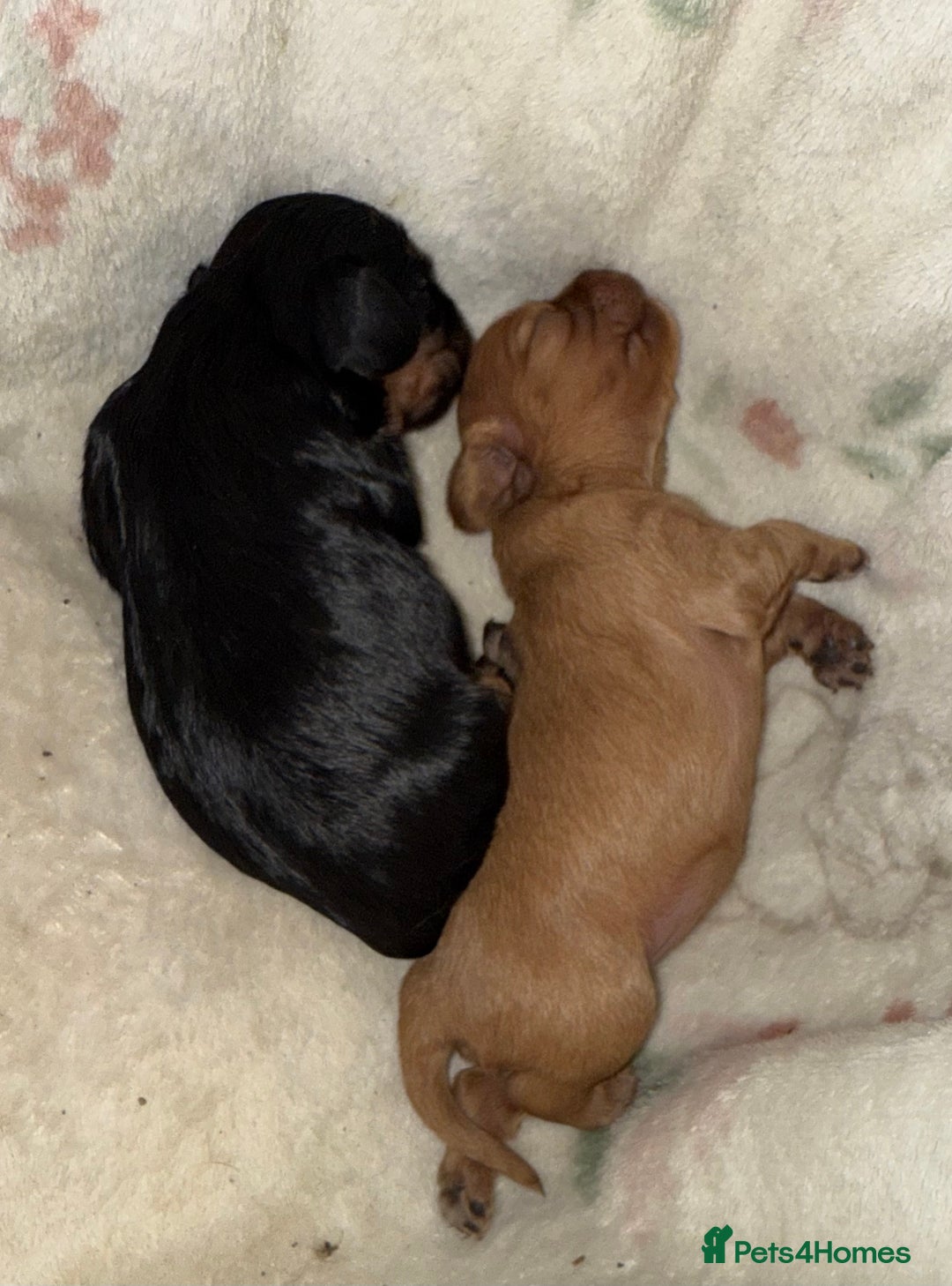 Cavalier King Charles Spaniel dogs for sale: 2 stunning little girls ready next week - Image 15