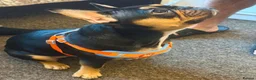 French Bulldog dogs for sale: French bulldog - Advert 3