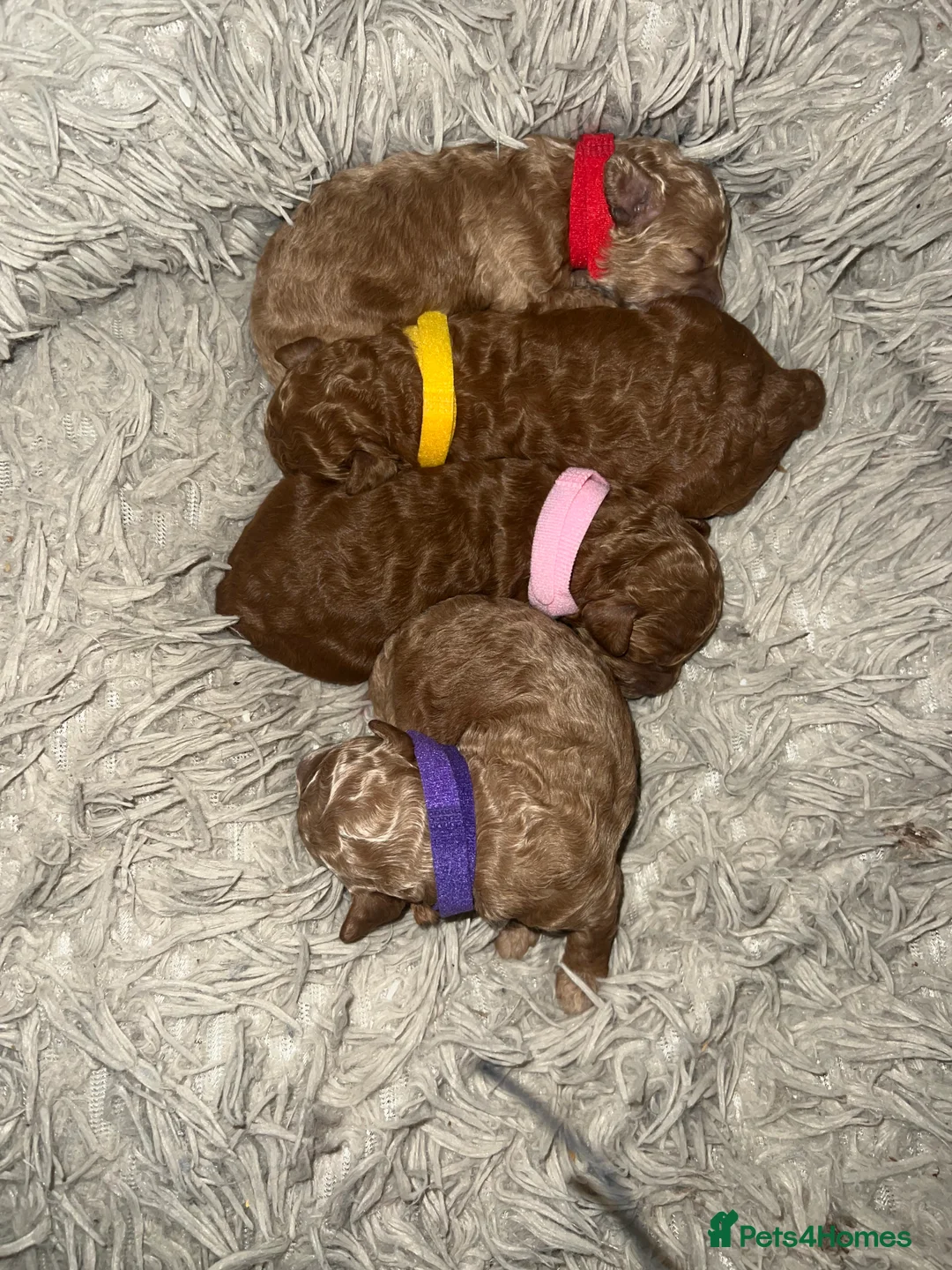 Toy Poodle dogs for sale: KC Reg Full health Check Red Toy Poodles in Liverpool - Advert 2