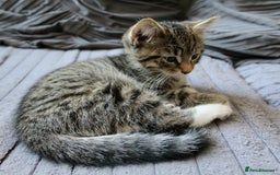 Mixed Breed cats for sale: ✨ Meet This Handsome Little Boy ✨ - Advert 5