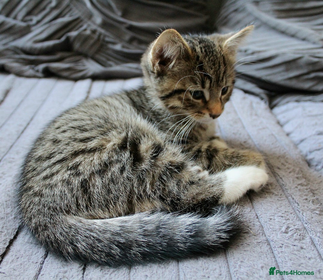 Mixed Breed cats for sale: ✨ Meet This Handsome Little Boy ✨ - Advert 5
