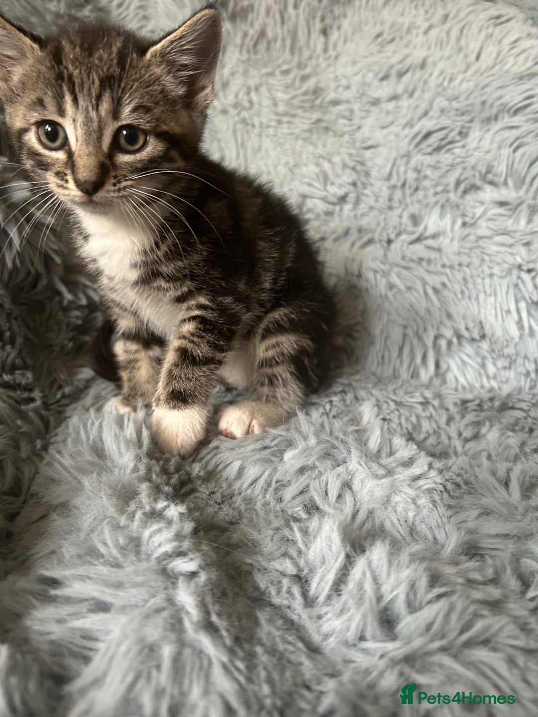 Mixed Breed cats for sale: 4 beautiful kittens for sale.  - Image 10