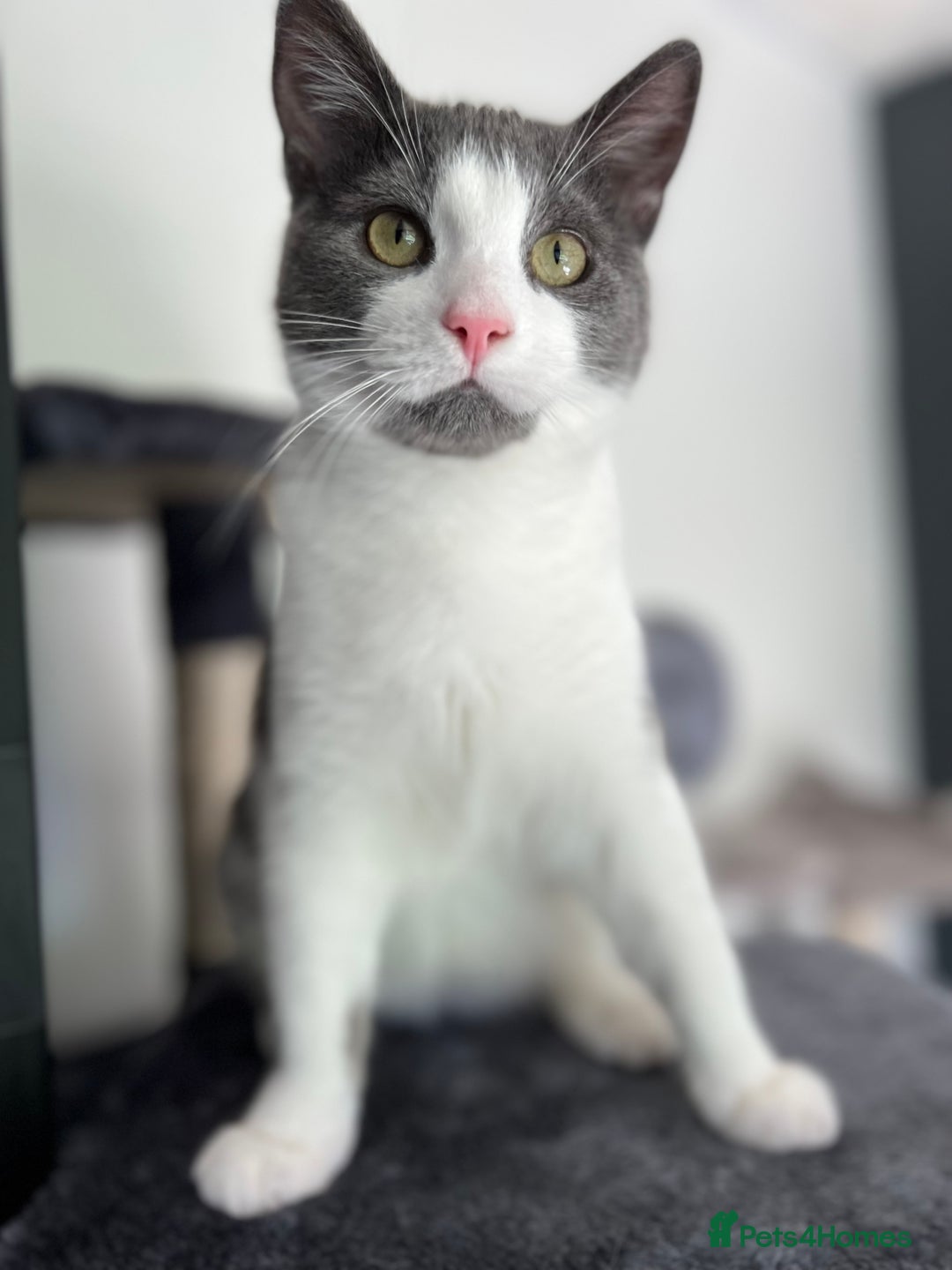 Mixed Breed cats for sale: Archie - Neutered Male House Cat  - Advert 10