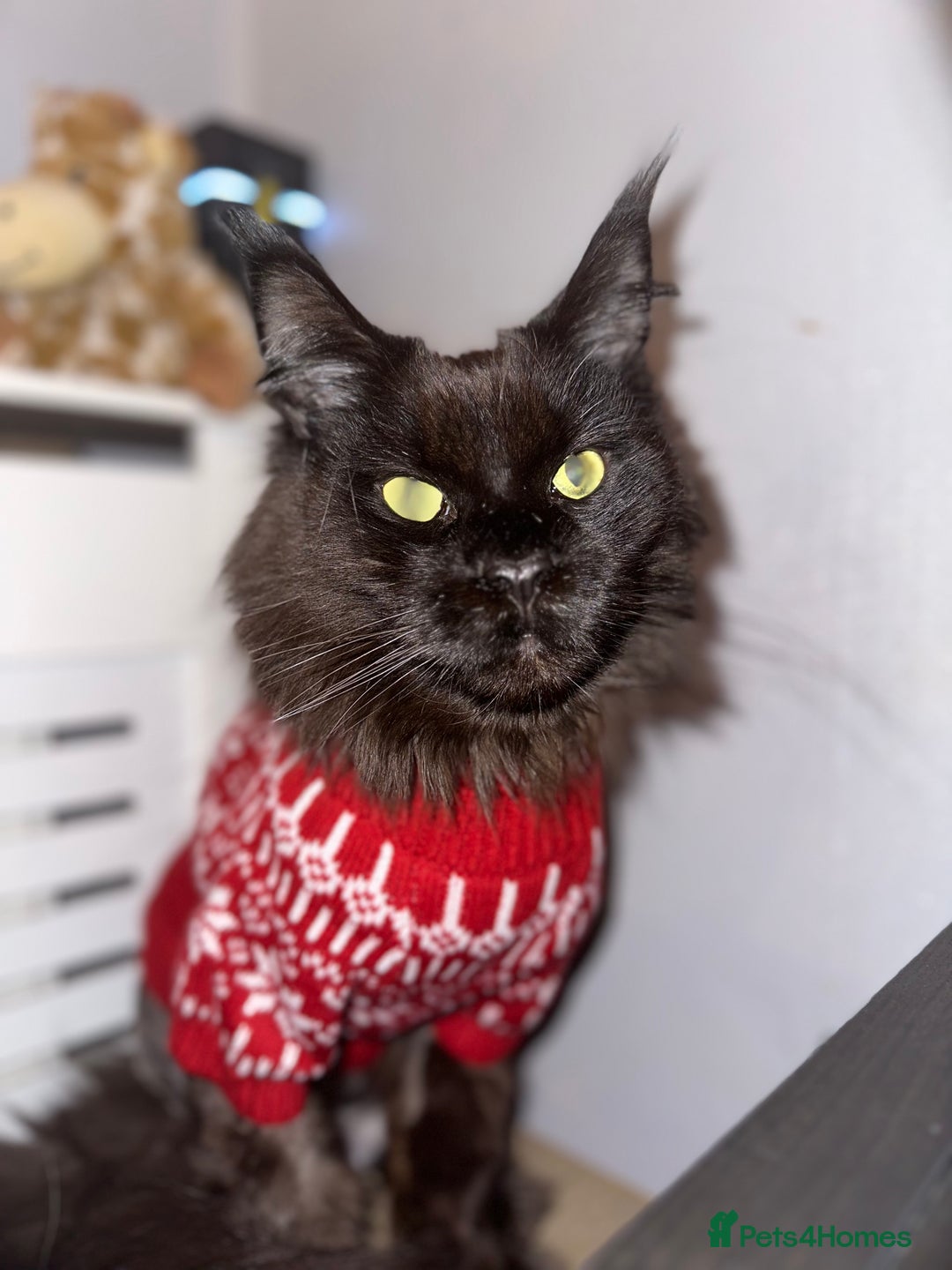 Maine Coon cats for sale: Male maine coon needs home - Advert 16