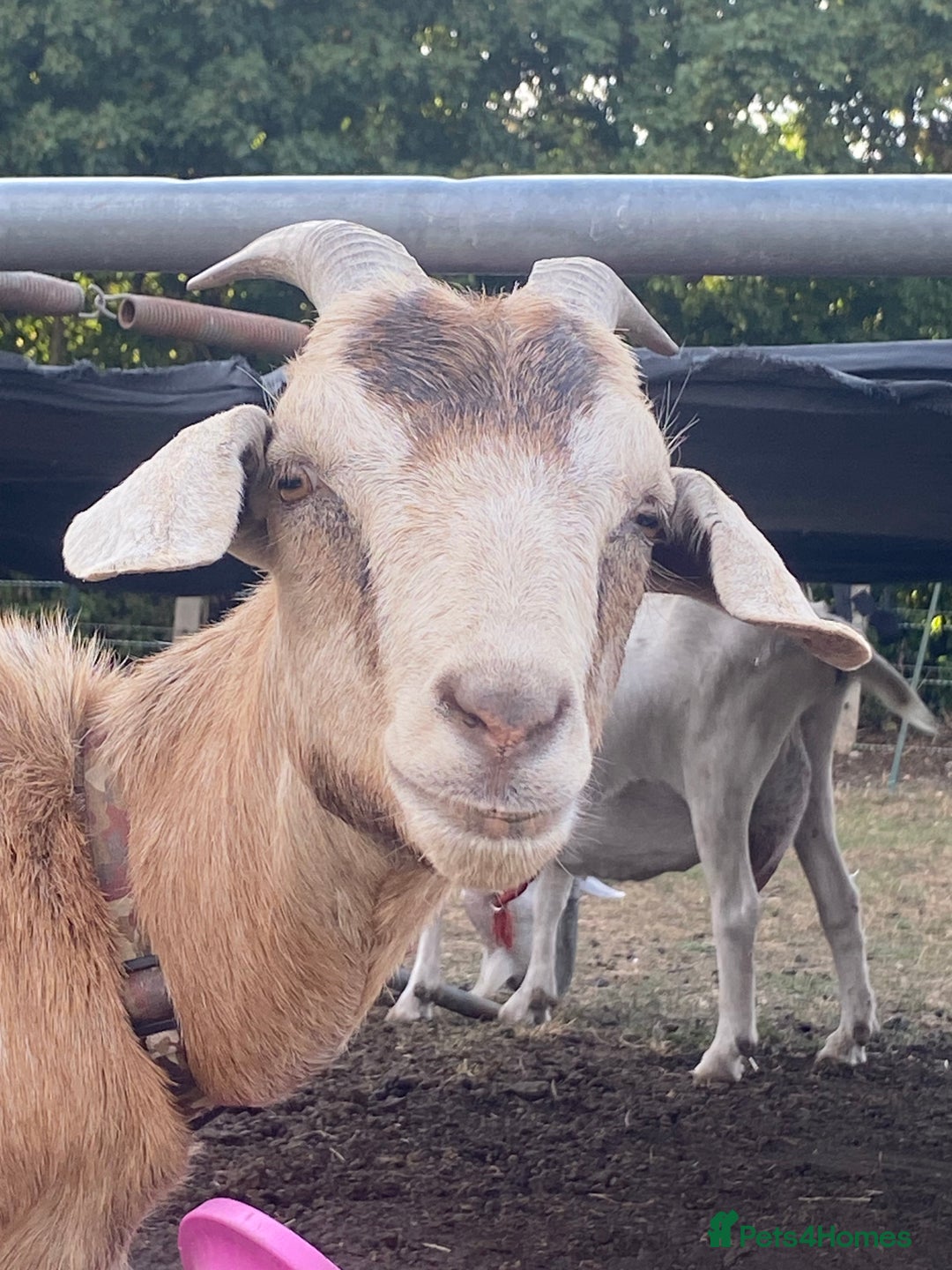 Goats livestock for sale: Boer Cross Dairy Nanny Goat Goatling Doeling - Image 4