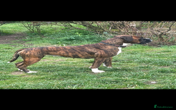 Boxer dogs for sale: 3yr old boxer female looking for loving home  - Image 2