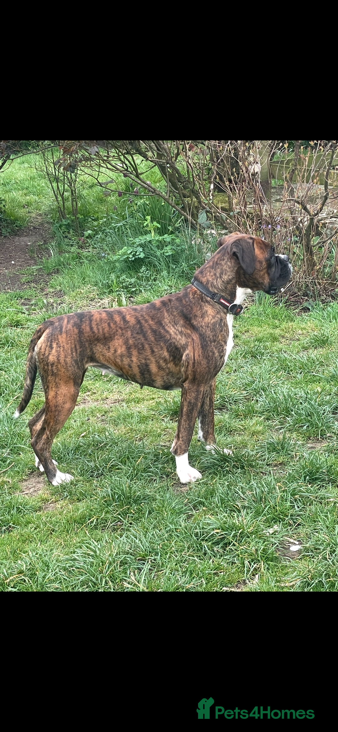 Boxer dogs for sale: 3yr old boxer female looking for loving home  - Image 2