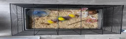 Hamster rodents for sale: Robovoski hamster and full setup in Northampton - Advert 3