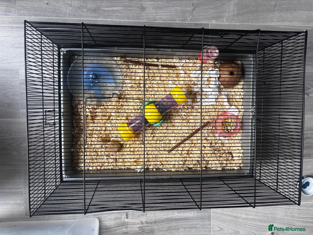 Hamster rodents for sale: Robovoski hamster and full setup in Northampton - Advert 3