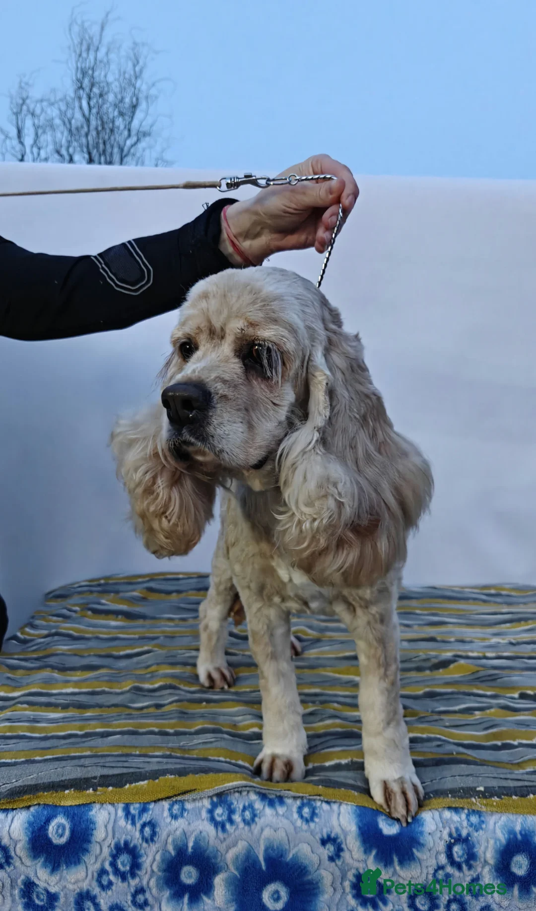 Cocker Spaniel dogs for adoption: 🐾 AMBER – Cocker Spaniel - Advert 1