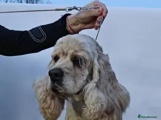 Cocker Spaniel dogs 🐾 AMBER – Cocker Spaniel - Advert 6