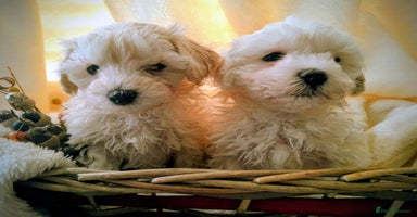 Maltipoo dogs F1 HEALTH TESTED FLUFFY TOY MALTIPOO PUPPIES  - Advert 14