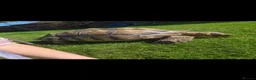 Tortoise reptiles for sale: Very Large Sulcata for sale  in Ipswich - Advert 6