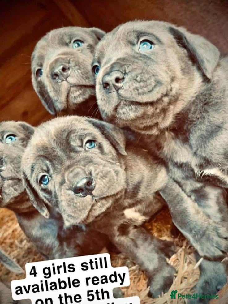 Mixed Breed dogs Cane Corso x Bullmastiff Puppies 8wks - Advert 2