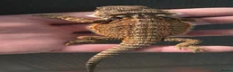 Bearded Dragon reptiles for sale: Red Monster blue bars and Hypos and Trans - Advert 18