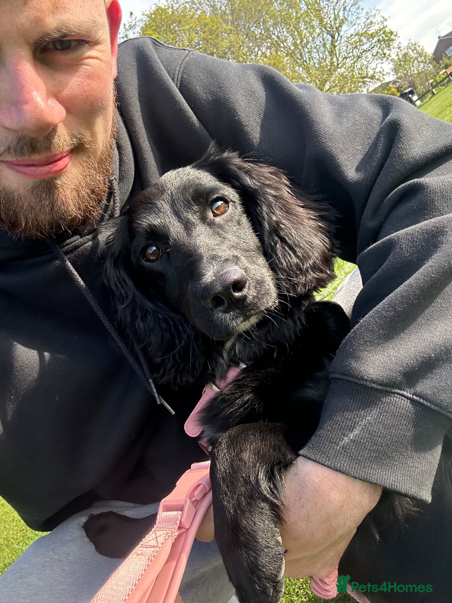 Cockapoo dogs 9 month old female cockapoo for sale. - Advert 4