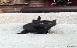 European cats for sale: 5 European shorthair kittens  - Image 21