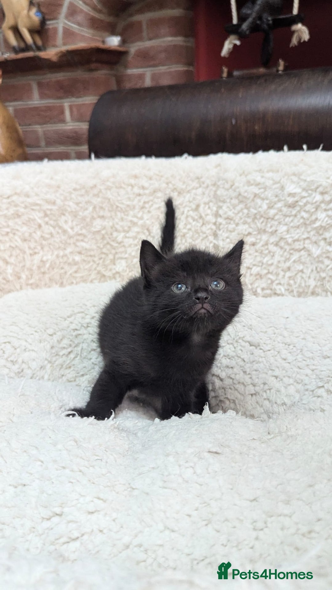European cats for sale: 5 European shorthair kittens  - Image 21