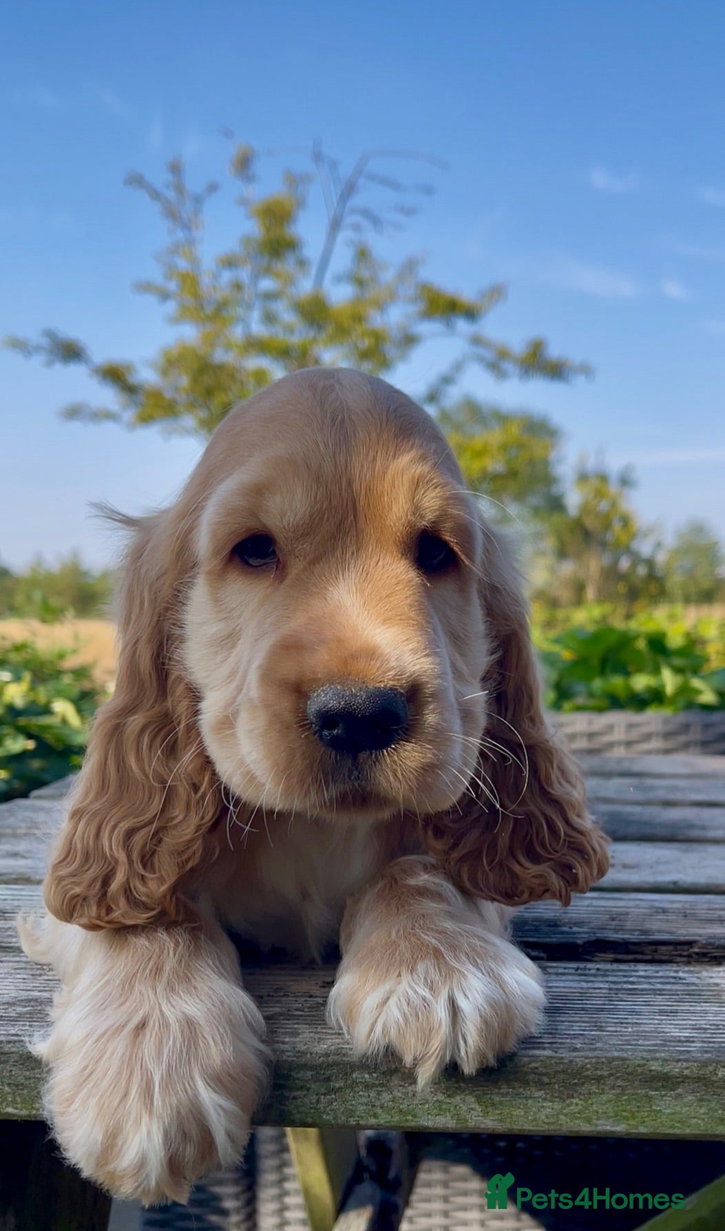 Cocker Spaniel dogs KC Reg Golden Show Cocker Spaniel Boy Ready Now - Advert 1