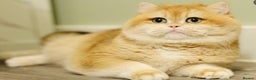 British Shorthair cats for sale: Gorgeous BSH Golden Chinchilla ny12 - Advert 24