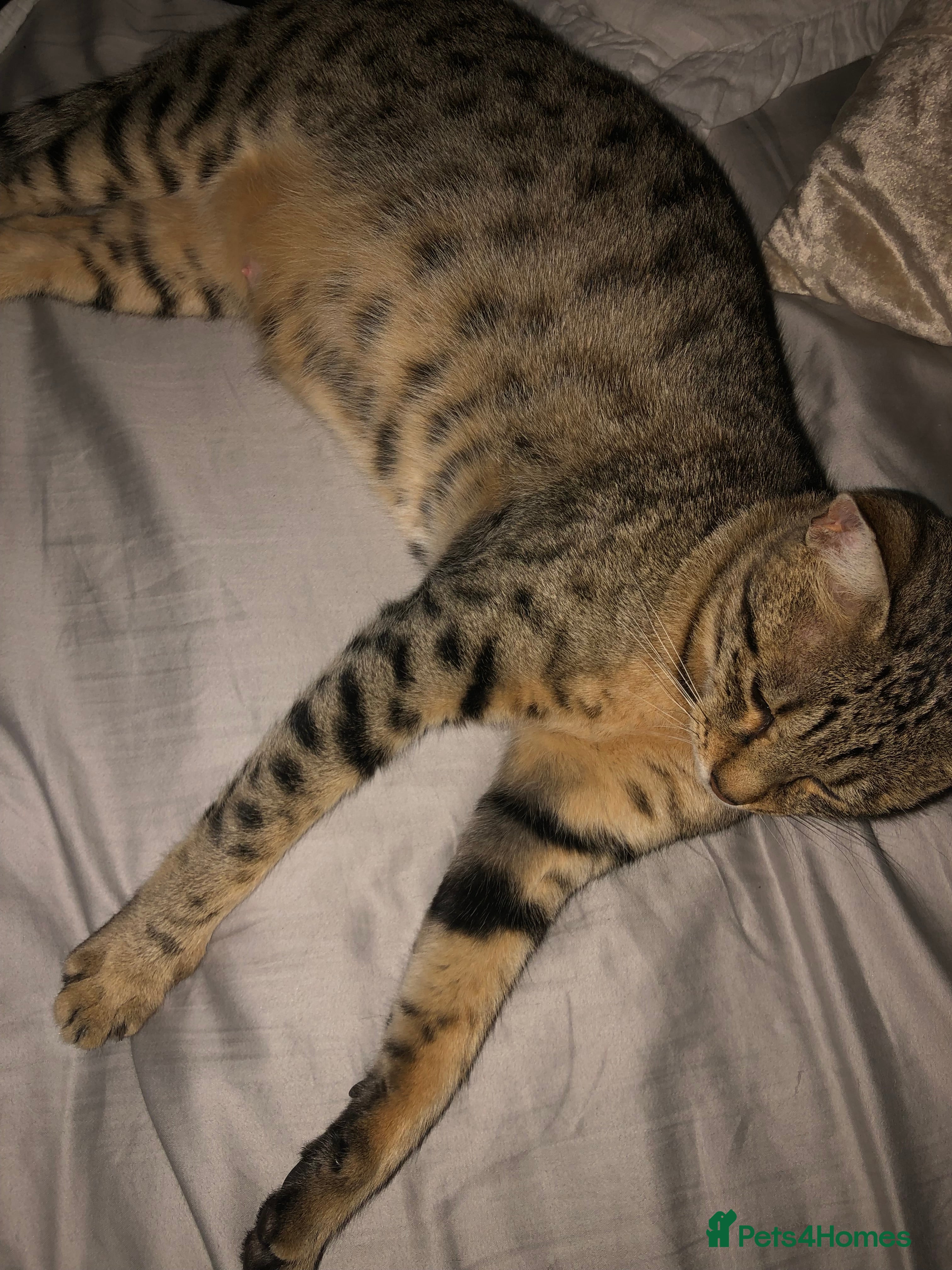 Savannah cats Savannah F5 boy for sale - Advert 1