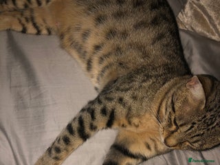 Savannah cats Savannah F5 boy for sale - Advert 1