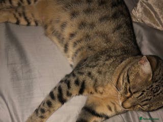 Savannah cats Savannah F5 boy for sale - Advert 14