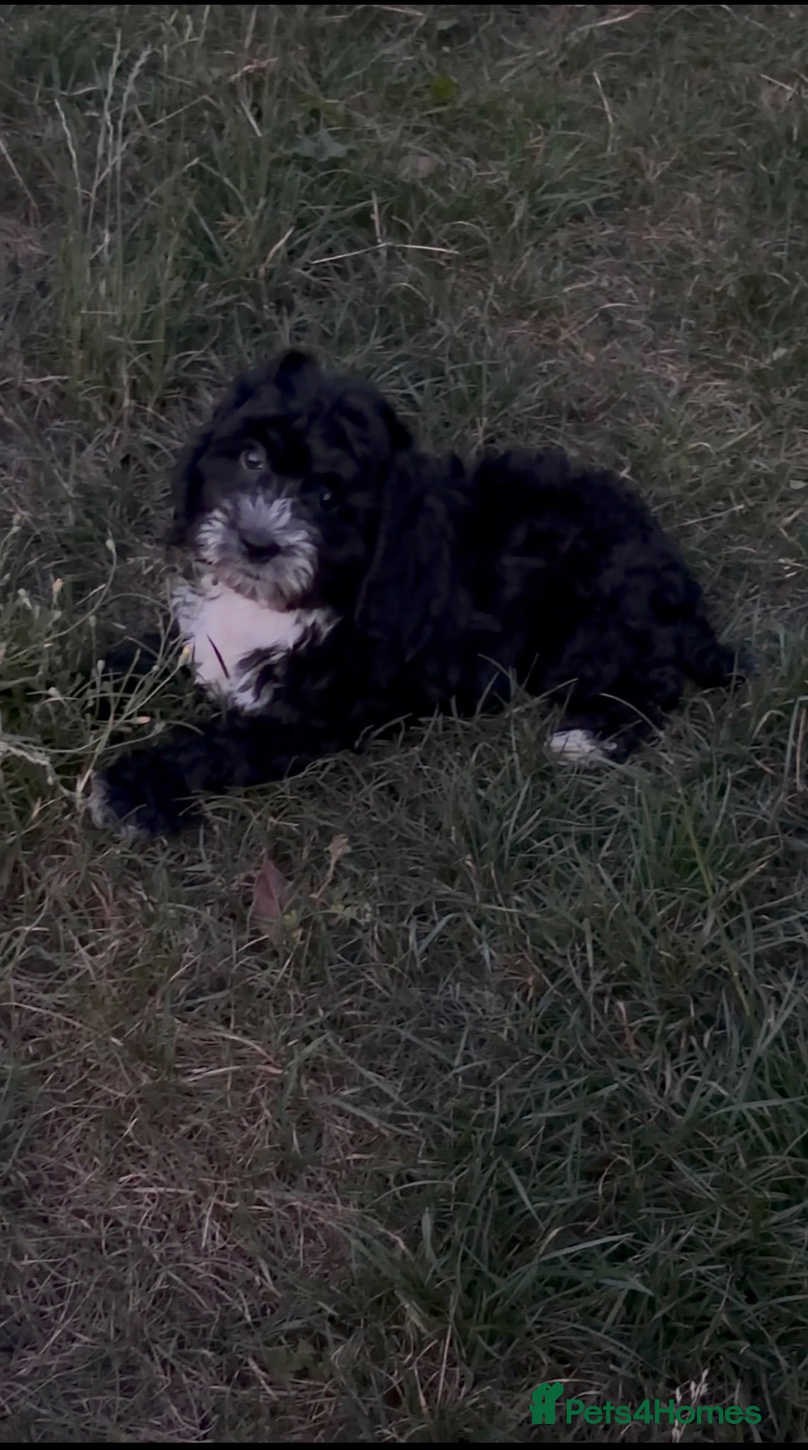 Cockapoo dogs **READY NOW** F1 Cockapoo Pups  - Advert 2