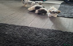 Zuchon dogs for sale: Shichon/zuchon puppies for sale  - Image 12