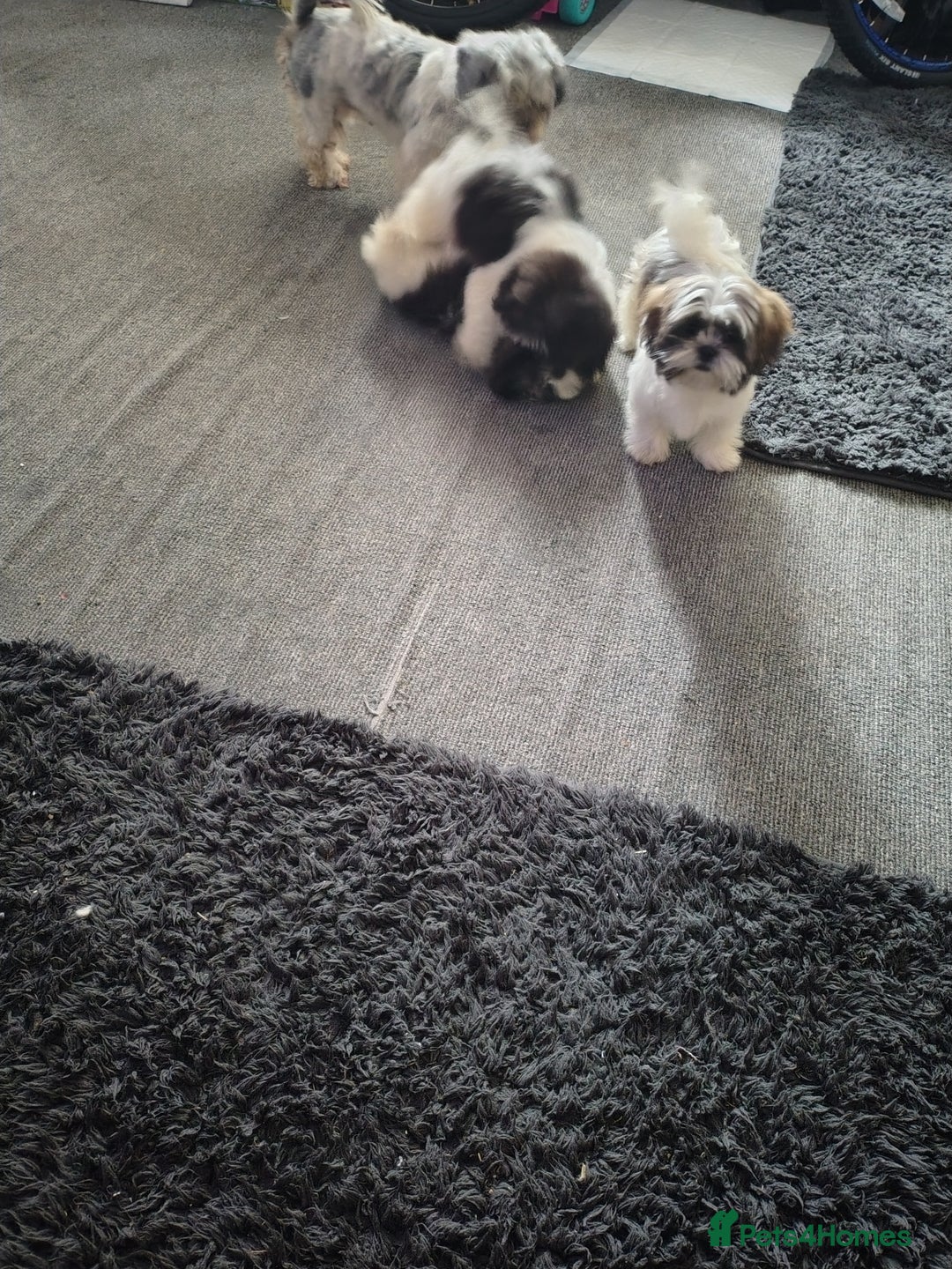 Zuchon dogs for sale: Shichon/zuchon puppies for sale  - Image 12