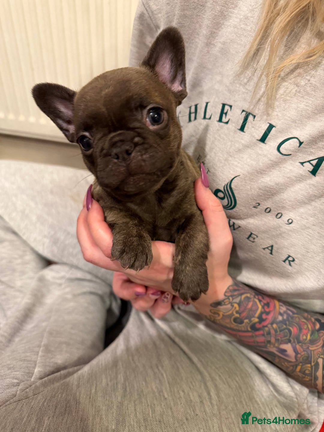 French Bulldog dogs for sale: Beautiful French bulldog puppies 🐶  - Advert 11