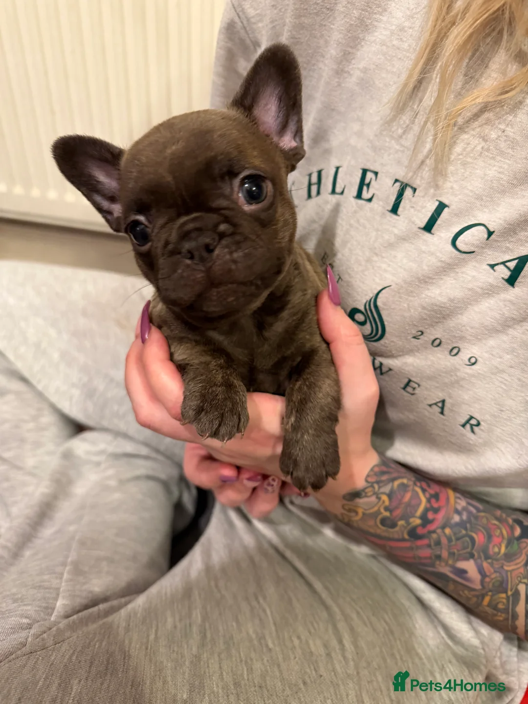 French Bulldog dogs for sale: Multiple colour litters coming in spring 🐶  - Advert 11