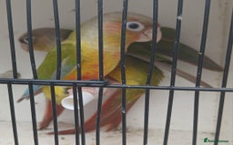 Conures birds for sale: Pineapple Conures Parent reared Dna'd  - Image 8