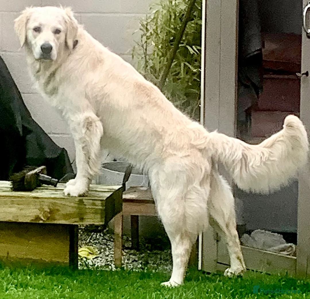 Golden Retriever dogs for sale: Exceptional Golden retriever litter planned  - Advert 2