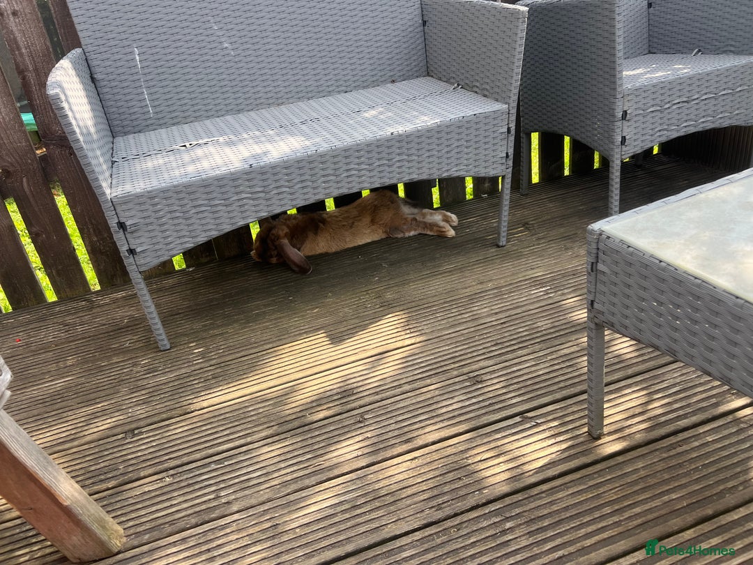 British Giant rabbits for sale: Large rabbit for sale  - Image 2