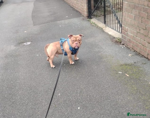 American Bully dogs Fudge the pocket bully  - Advert 5