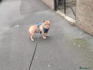 American Bully dogs Fudge the pocket bully - Advert 5