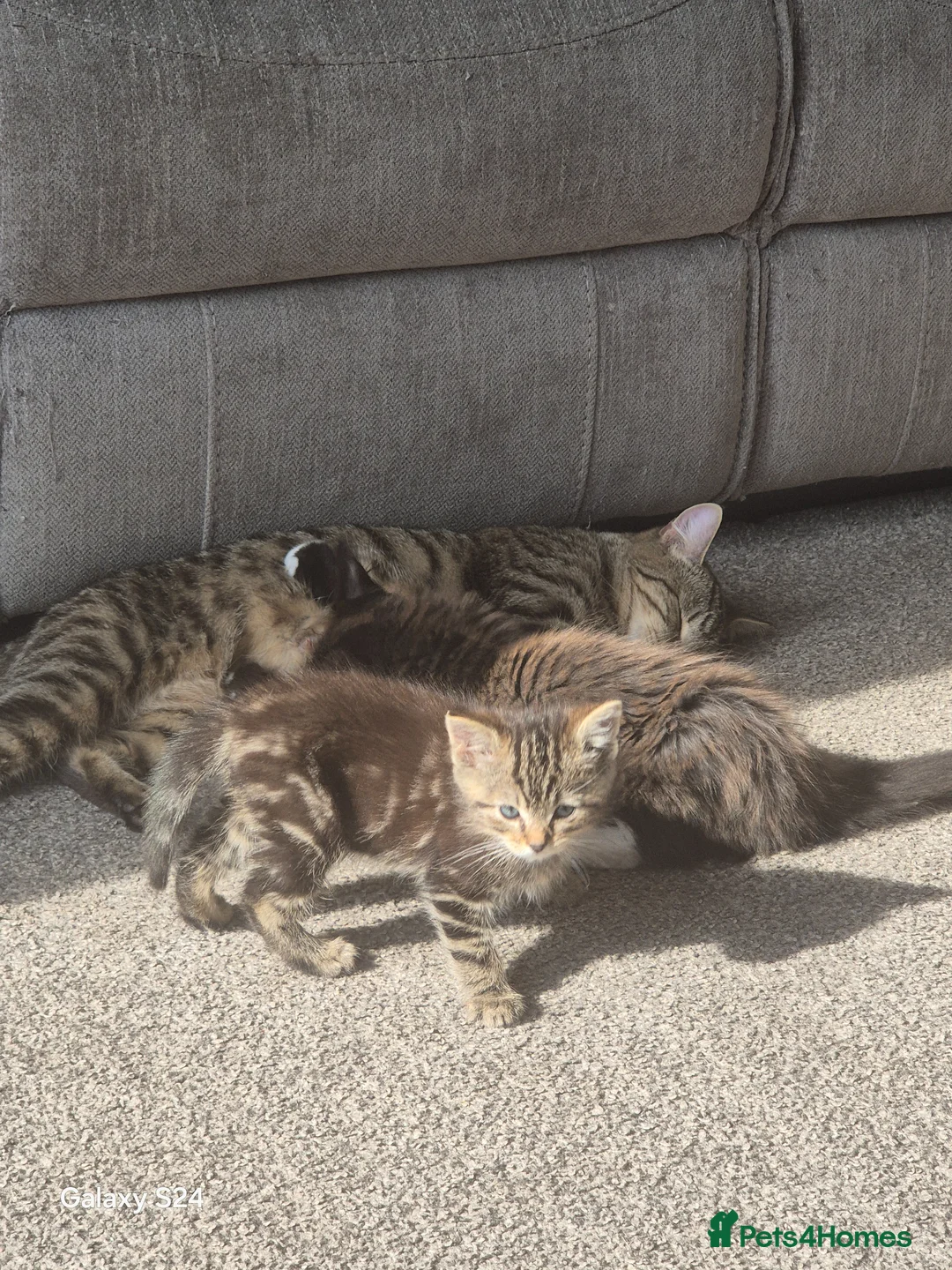 Mixed Breed cats for sale: 2 kittens  - Advert 2