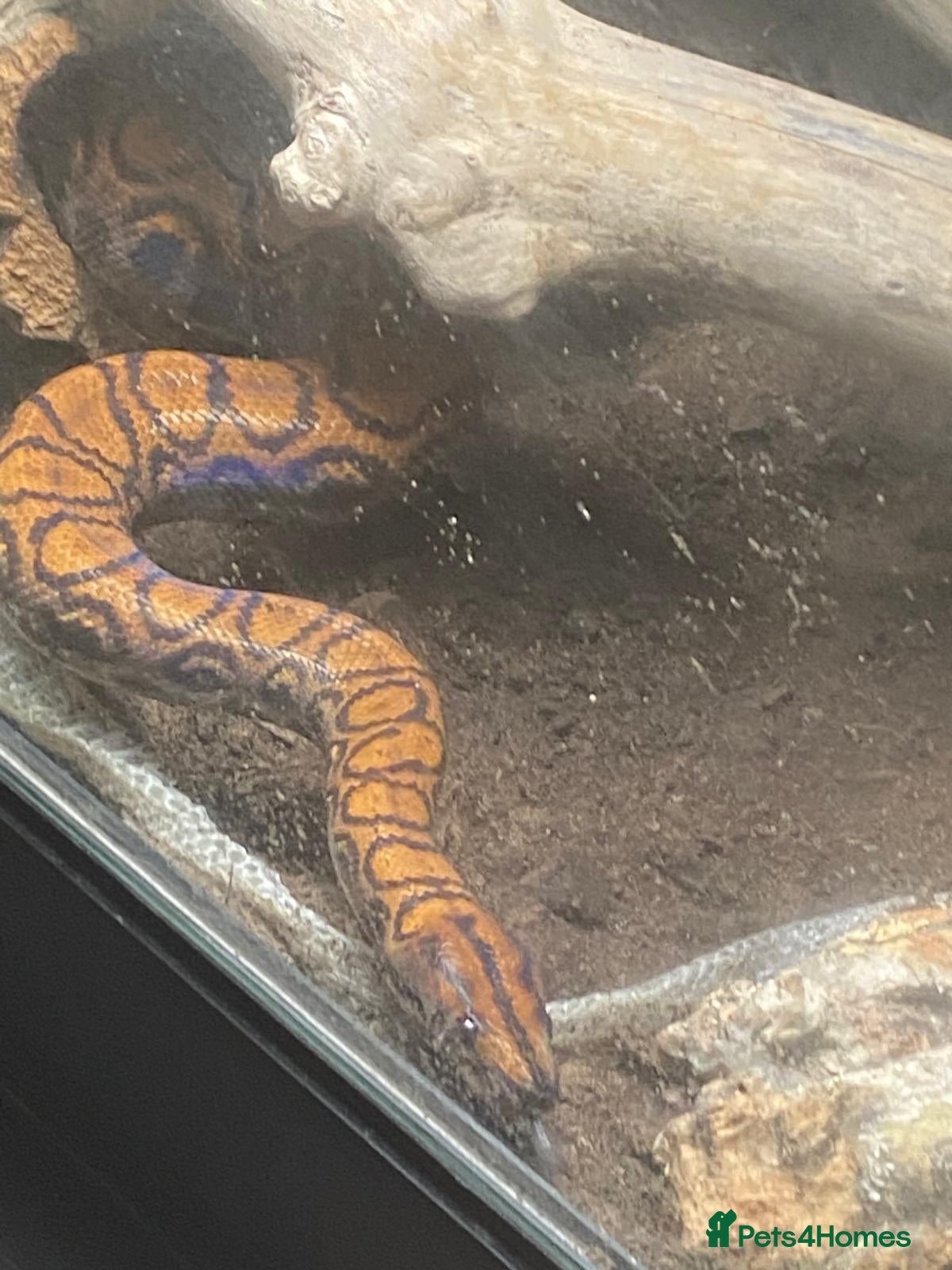 Boa Snake reptiles Brazilian Rainbow Boa - Advert 21