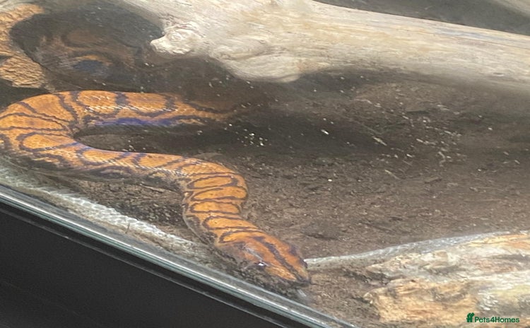 Boa Snake reptiles - Advert 1