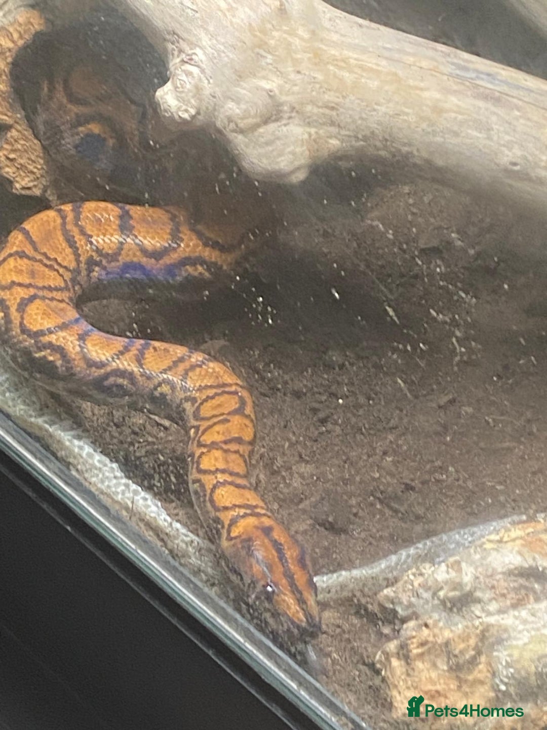 Boa Snake reptiles for sale: Brazilian Rainbow Boa - Image 1